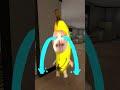 Bananacat and Secret SCP #gmod 😸🍌