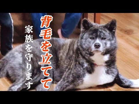 ぼたん家の日常。のチャンネル画像