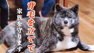 塩対応秋田犬だってやるときはやる姿をご覧下さい