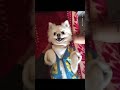 #dog #funny