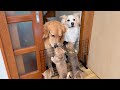ママ犬と少し離れただけなのに、寂しくて泣きだしちゃった子犬...【ゴールデンレトリバー・ボーダーコリー】