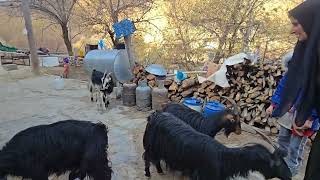 Download Lagu A day without help, with a sick grandmother and the approaching winter MP3