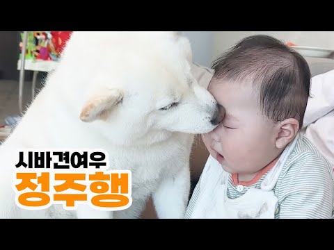 흰뚱또에서 육아마스터 시바견 여우 정주행하기
