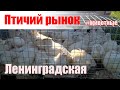 Птичий рынок. Ленинградская. Животные. [13.06.2021]