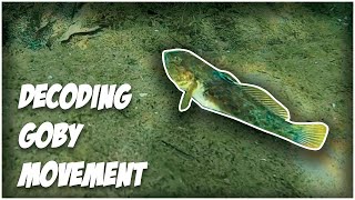 Decoding Goby Movement - The Munch Factor