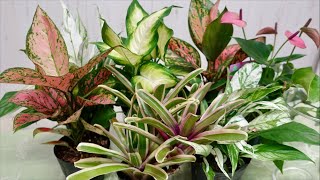 アグラオネマのピンクの葉っぱがきれいな観葉植物の寄せ植え