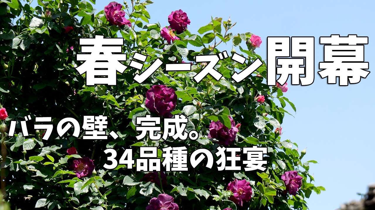 2026 Blooming Report] A wall of roses covering a large structure