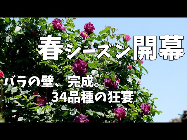 2026 Blooming Report] A wall of roses covering a large structure