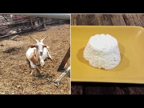 Come rendere capra Ricotta