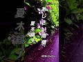 ♪︎あじさい雨情,,夏木綾子#ショート