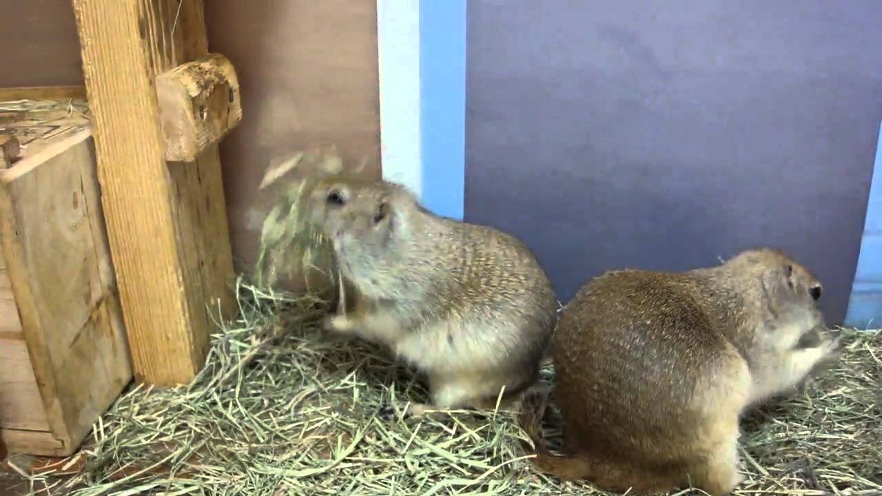 ＜Richardson's ground squirrel＞