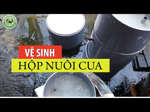 Video vệ sinh hộp nuôi cua cho vụ tiếp theo | Nuôi cua trong... - youtube