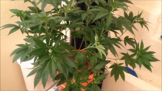 Chemdawg Day 50 Veg