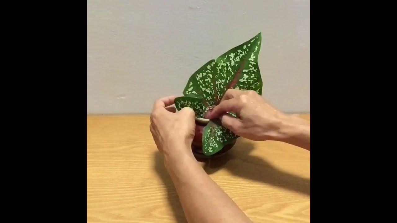 SIMPLE IKEBANA YouTube