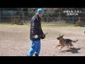 迫力！　神奈川県警の警察犬の訓練公開/神奈川新聞（カナロコ）