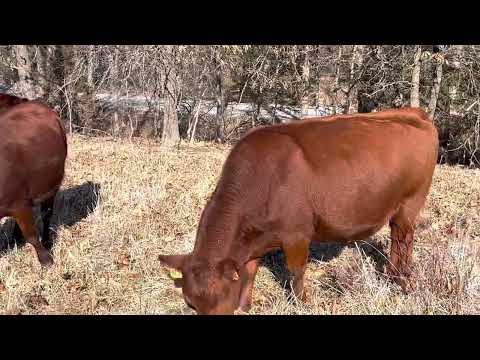 Video Newly created silvopasture gets first hay unrolled in... - youtube