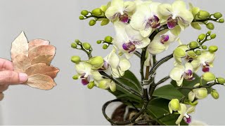 Just a few leaves! Orchids immediately bloom all year round in this easy way