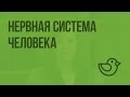 Нервная система человека. Видеоурок по окружающему миру 4  класс