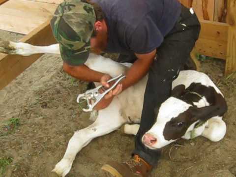 Calf banding