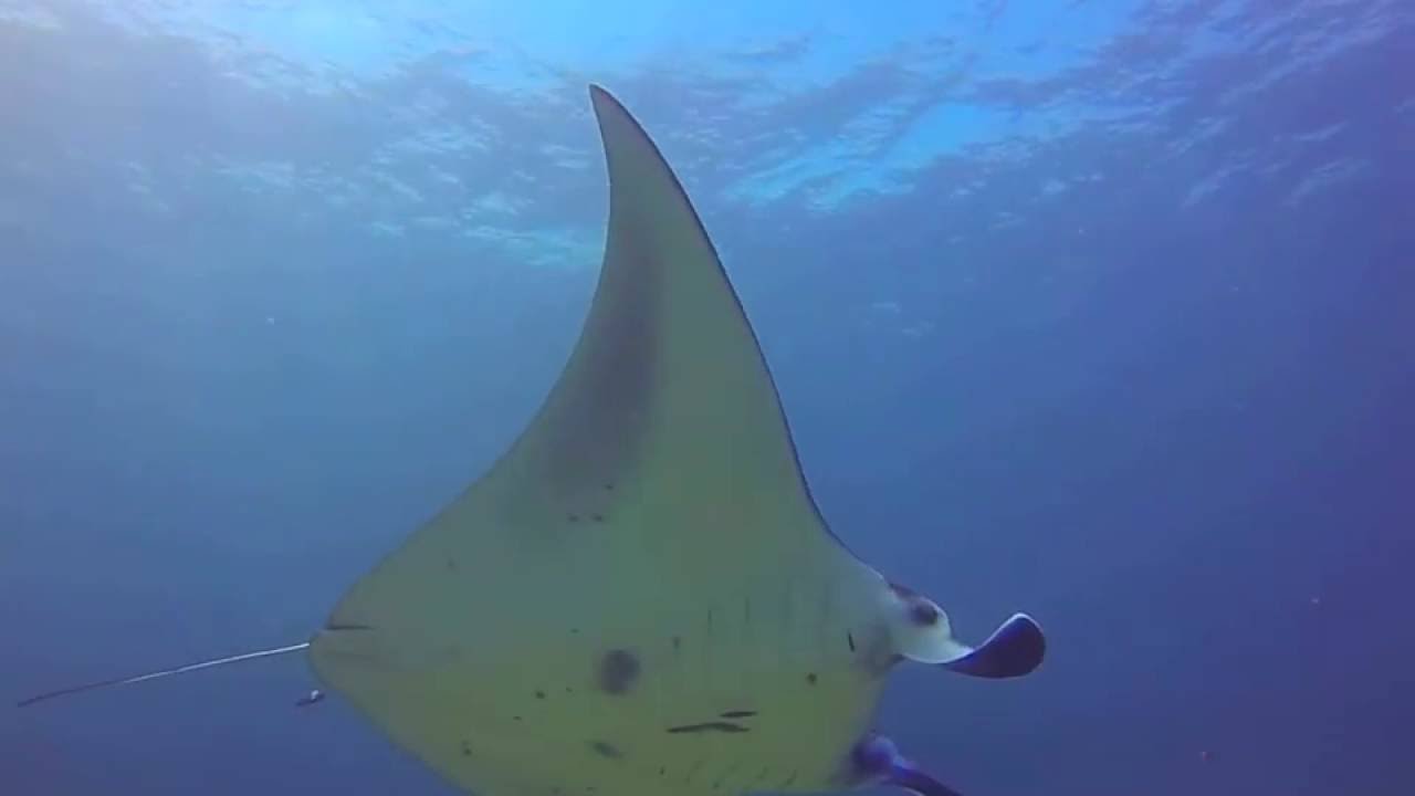 Scuba Diving with Manta Rays in Komodo National Park, Indonesia - YouTube