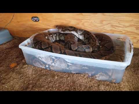 Reticulated python soaking in her water dish