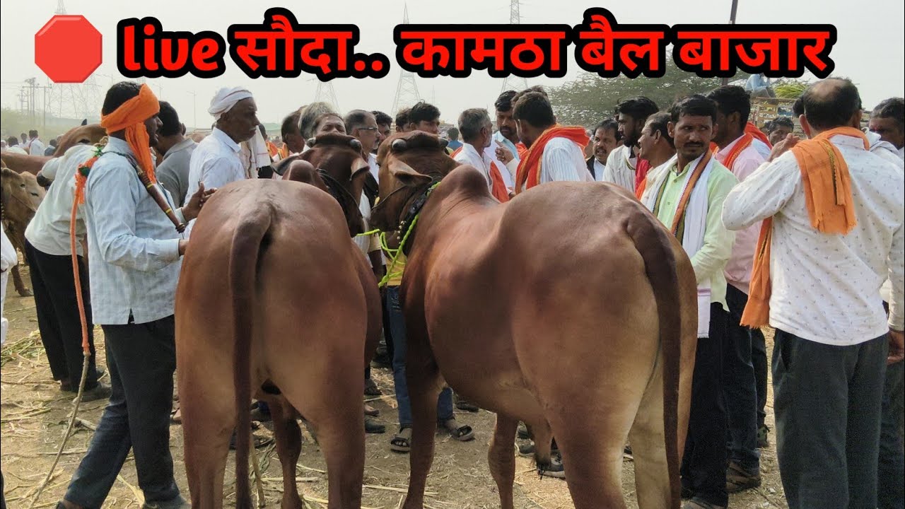 कामठा गावची शान भगवान चव्हाण शेठ यांचा 🛑 live सौदा.. कामठा बैल बाजार 
