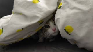 A Very Rare Lemon Cave Moment