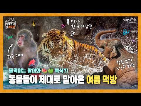 [HappyZOO] Seoul Grand Park animals' cool and healthy summer with full of warmth and care 🍉🧊