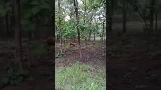 Macan Liar Gunung Katong Masuk Pemukim An Warga