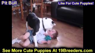 Pitbull, Puppies, Dogs, For Sale, In Hempstead Town, Borough, New York, NY, 19Breeders, Islip