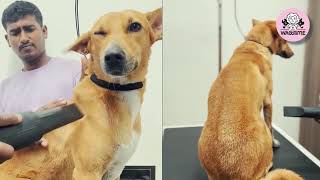 Wagtime Built For Pets, Approved By Tails