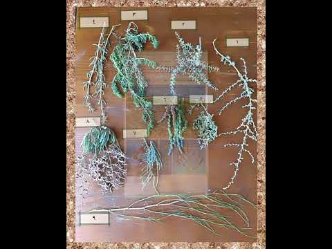 تسعة نباتات من الحمض بمركز الزبنه