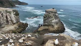 Live at the Gannet Colony