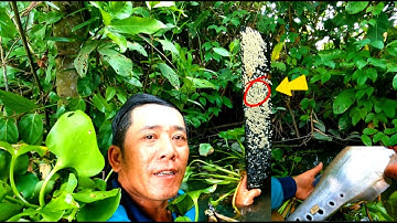 Lâu Quá Không Đi Câu Giật Cá Rung Giò Hết /Định Nguyễn Hậu Giang