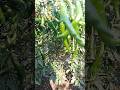 😮chili itni 1 dali par 👍#chili #shorts #shortsfeed#ytshorts#youtubeshorts