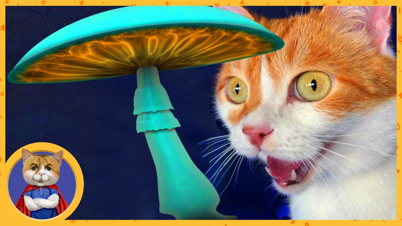 Рыжик под грибами. Рыжик поехал на рыбалку, а нашел грибы! - YouTube