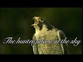 『ハヤブサ』Peregrine Falcon
