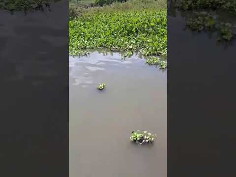 #hunting #nature #jungle #crocodile #jump #fishing #amazon #funny #omg