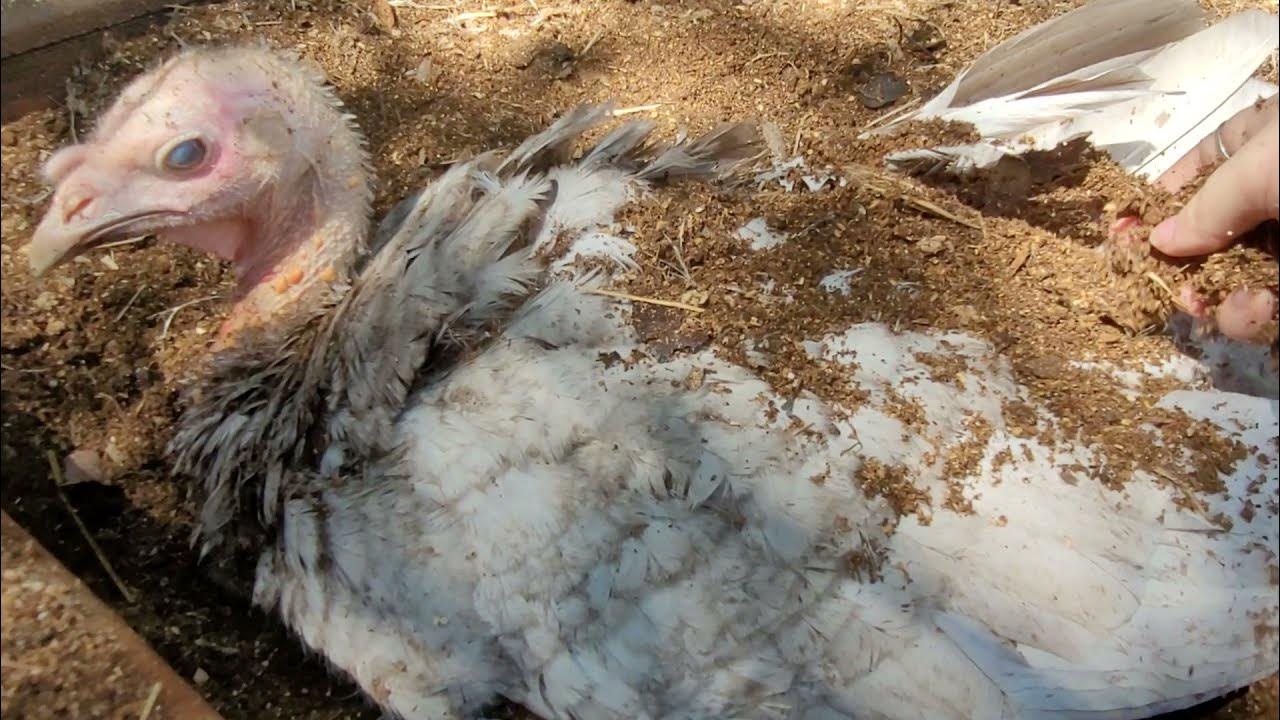 POV you are a turkey and I throw handfuls of dirt on you YouTube