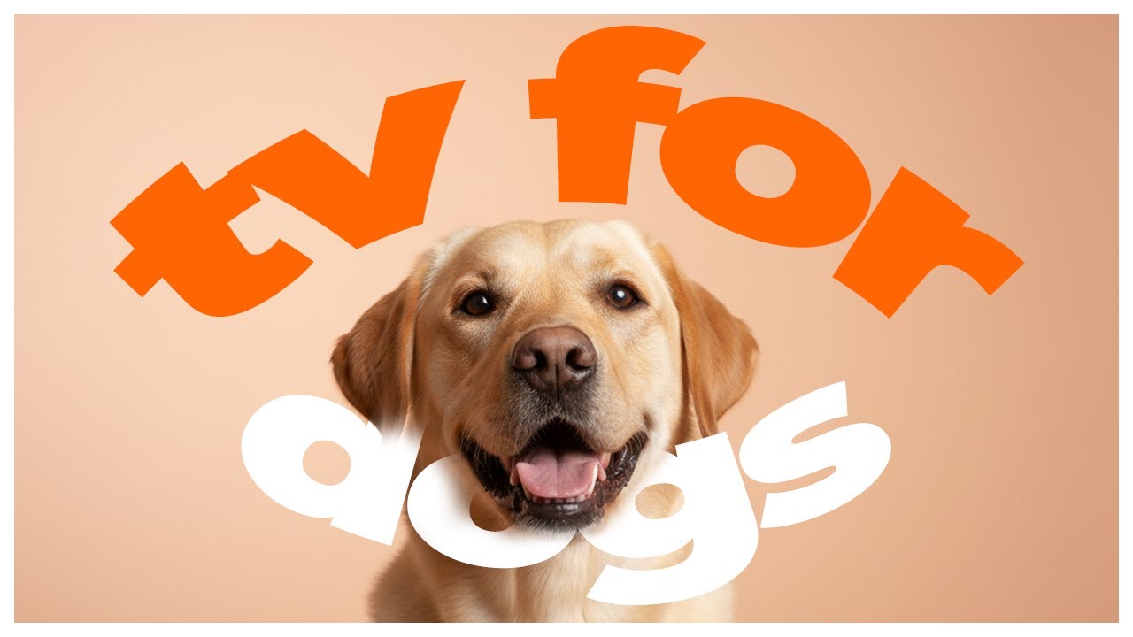 DOG TV 🐶 | 3 Hours of Calming Nature Walks for Dogs | Relaxing Video to Reduce Anxiety & Stress