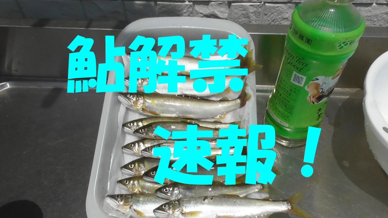 2025年6月1日鮎解禁速報！ - YouTube