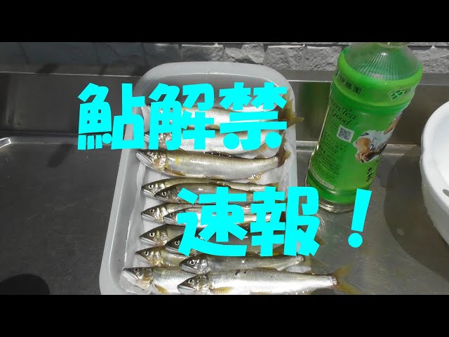 2025年6月1日鮎解禁速報！ - YouTube
