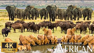 Discovery Animals Planet 4K 🐾 Live African Wildlife Film with Soft Piano Music for a Settled Mind