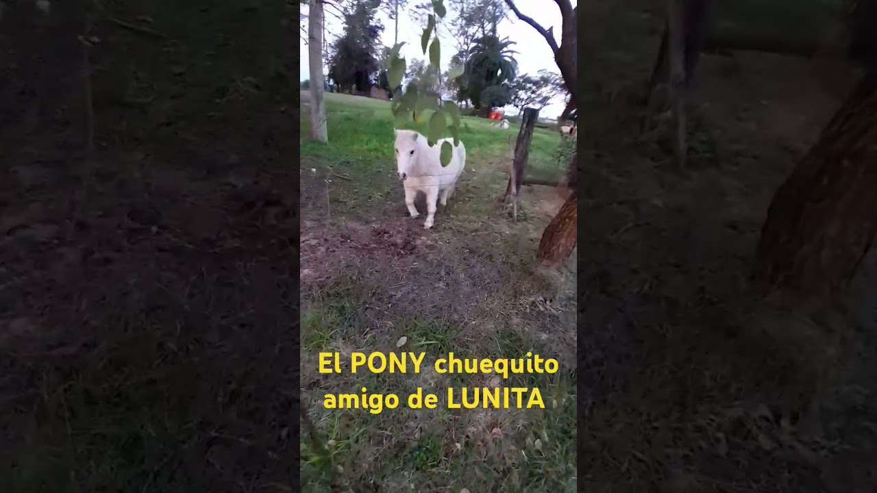 El PONY chuequito amigo de LUNITA 