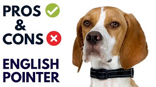 English Pointer Dog Pros and Cons | English Pointer Advantages and Disadvantages