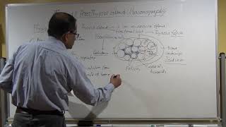 SMALL PARTS THYROID AND PARATHYROID GLANDS PART 4
