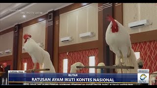 EVENT KONTES AYAM HIAS TINGKAT NASIONAL