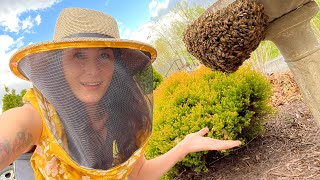Honey Bee Swarm Takes Over A Bird Bath!!!!