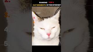 🐾 Cutest &amp; funniest cat memes ranks and feeds daily. Daily purrtherapy #cats #catmemes #funnycats