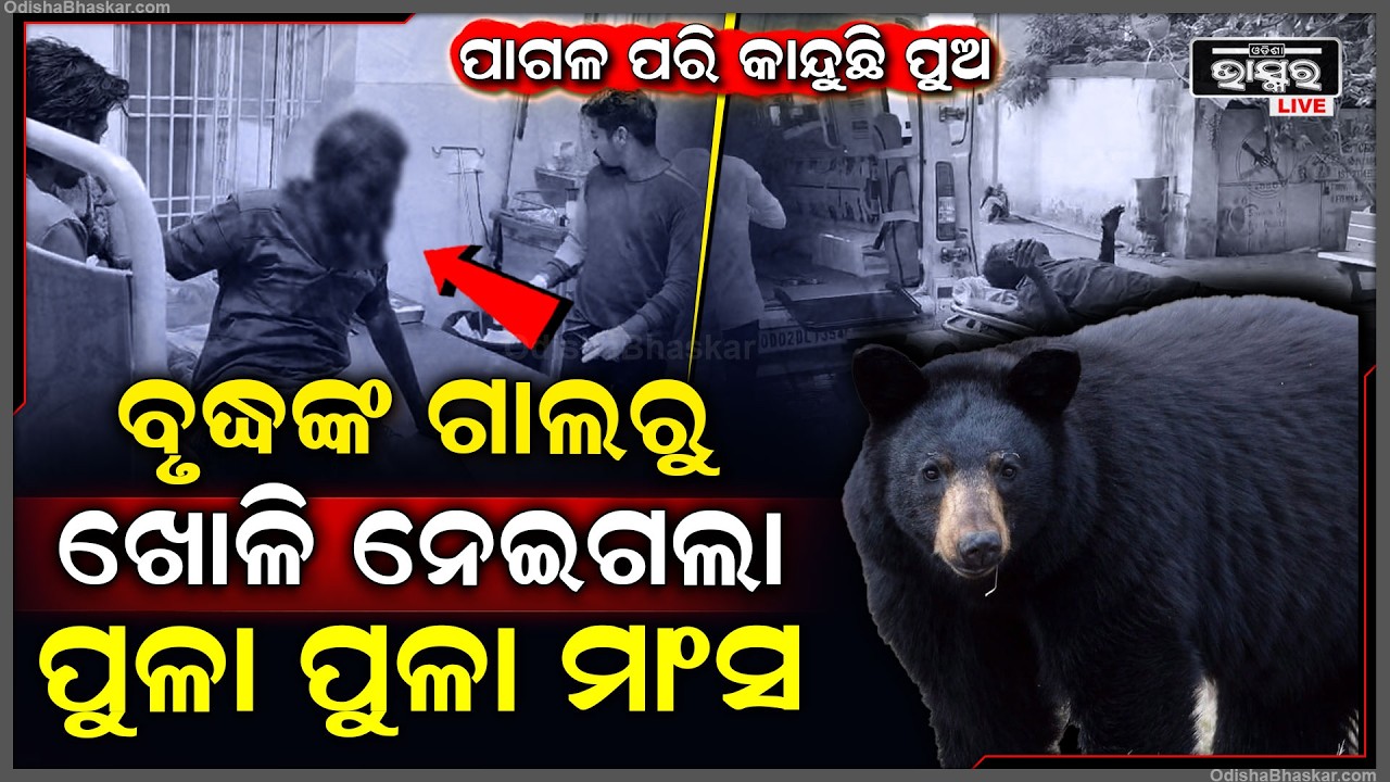 ଶୌଚ କରୁଥିବା ବେଳେ ହଠାତ୍ ମାଡ଼ିବସିଲା... ବୃଦ୍ଧଙ୍କ ଗାଲରୁ ଖୋଲି ନେଇଗଲା, ଗାଲରୁ ବାହାରିପଡୁଛି ପୁଳାପୁଳା...